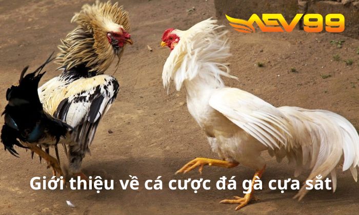 Giới thiệu về cá cược đá gà cựa sắt tại AEV99 Giới thiệu về cá cược đá gà cựa sắt tại AEV99