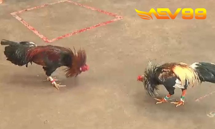 Luật chơi cá cược đá gà cược sắt tại AEV99 Luật chơi cá cược đá gà cược sắt tại AEV99