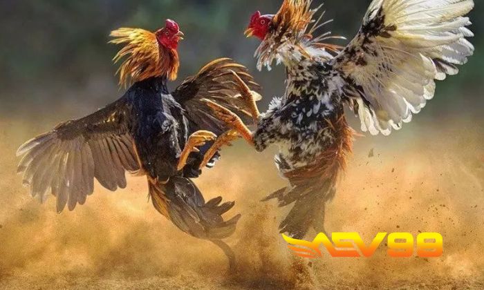 Ưu điểm khi chơi cá cược đá gà cựa sắt tại AEV99 Ưu điểm khi chơi cá cược đá gà cựa sắt tại AEV99